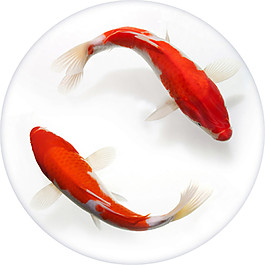 紅色鯉魚圖案PNG元素
