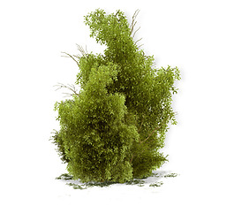 野外植物綠植元素