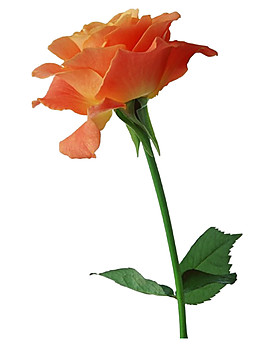 一支黃色玫瑰花素材圖片