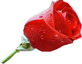 玫瑰花水珠素材圖片