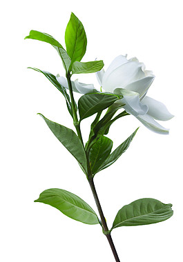 白色玫瑰花素材圖片