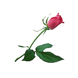一束玫瑰花素材圖片