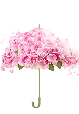 粉色玫瑰花素材圖片