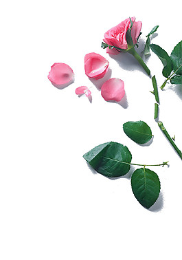 粉色玫瑰花瓣素材圖片
