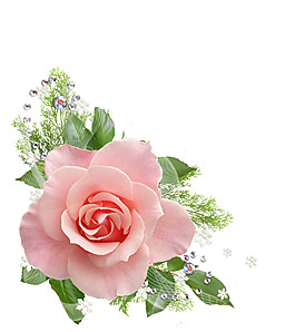 唯美花朵素材圖片