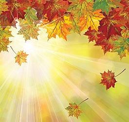 楓葉紅色秋季背景矢量素材
