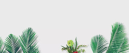 简约芭蕉叶banner背景