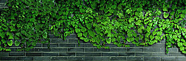 春天墻體薔薇淘寶全屏banner背景