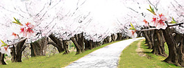 春天春季桃花盛開淘寶全屏banner背景