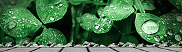 夏季清新早晨葉子淘寶全屏banner背景