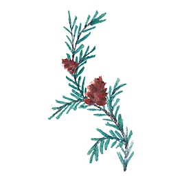 精美清新樹枝裝飾素材