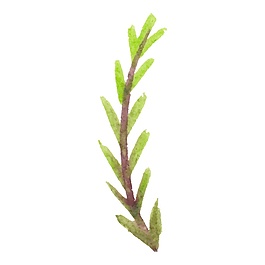 水彩树枝装饰素材