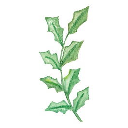 矢量枝裝飾素材