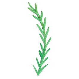 墨绿树枝装饰素材