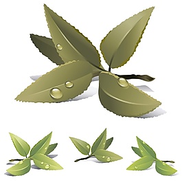 發(fā)紅的茶葉矢量素材