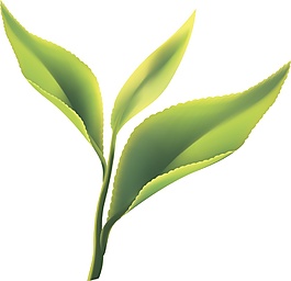 茶葉宣傳矢量素材