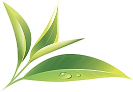 茶葉矢量素材