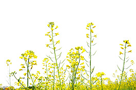 小清新黃色油菜花元素
