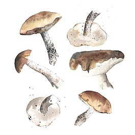 蘑菇矢量插畫(huà)風(fēng)景素材