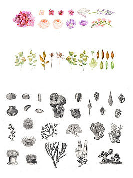 紅花綠葉海洋生物素描