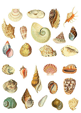 海洋生物海螺