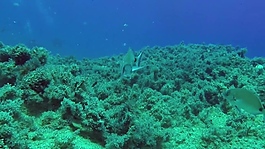 綠色海洋世界視頻素材設計