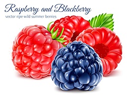 樹莓和藍(lán)莓矢量圖片