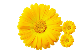 黄色 菊花