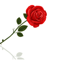 紅色玫瑰花 情人節(jié) 婦女節(jié)