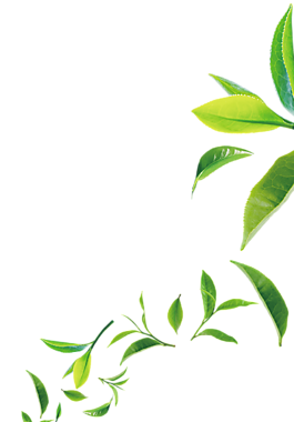 綠色清新茶葉裝飾圖案