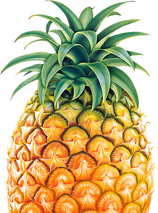 水果 菠蘿 png 透明圖片 免摳圖
