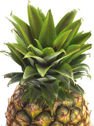 水果 菠蘿 png 透明圖片 免摳圖