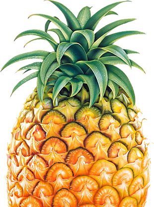 水果 菠蘿 png 透明圖片 免摳圖