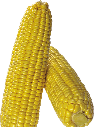 玉米