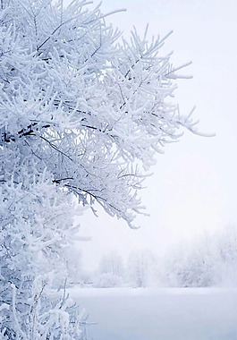 冬季雪花樹枝H5背景素材