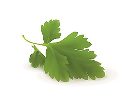 綠色樹(shù)葉矢量圖素材