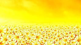漂亮的橙色太陽(yáng)花循環(huán)背景視頻素材