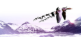 雪山飛鳥banner背景