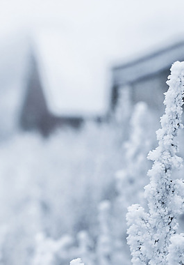 白色松树雪花H5背景素材