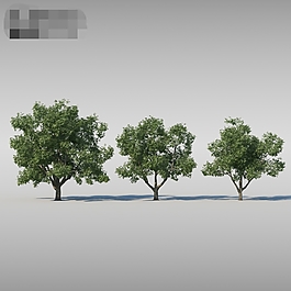 茂盛杨树3d渲染模型