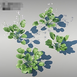 3d茉莉花模型