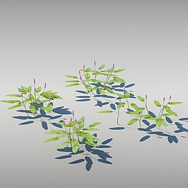 炮仗花模型