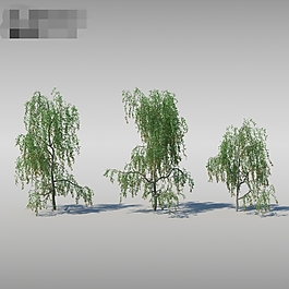 高大柳树模型