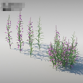 薰衣草3d渲染模型