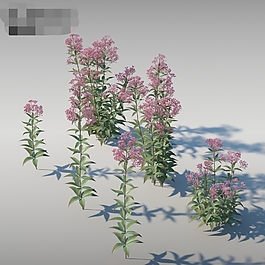 牡丹花模型