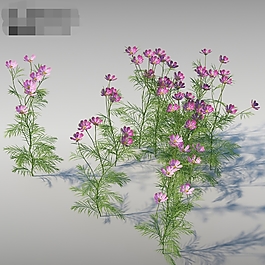 牡丹花模型
