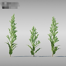 熏晕草3d模型