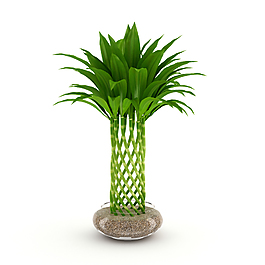 绿色植物水竹3D模型