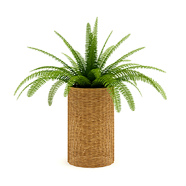 蕨类绿叶植物盆景3D模型