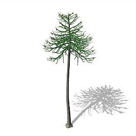 常年青樹(shù)植物模型